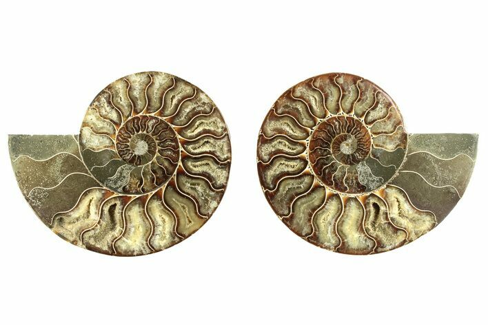 Cut & Polished, Agatized Ammonite Fossil - Madagascar #266789